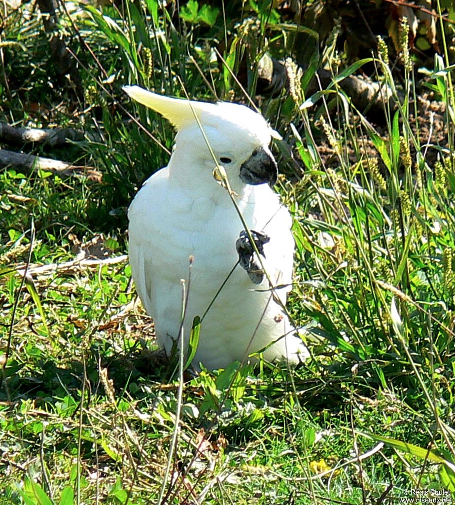 Cacatoès à huppe jauneadulte