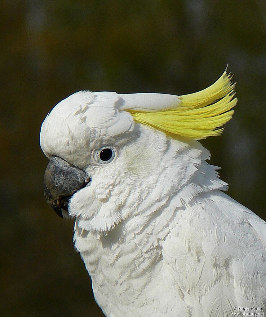 Sulphur-crested Cockatooadult, identification