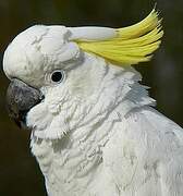 Sulphur-crested Cockatoo