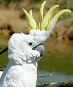 Sulphur-crested Cockatoo