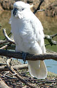 Sulphur-crested Cockatoo