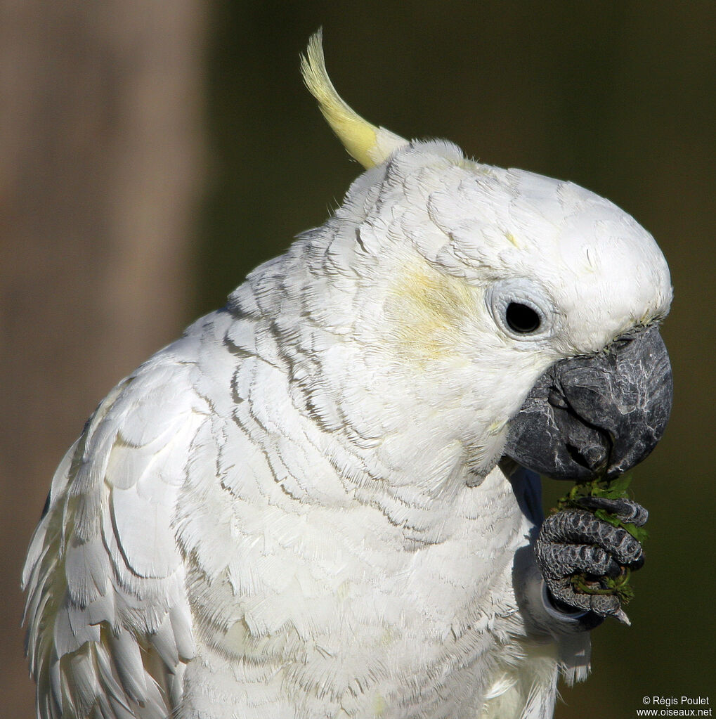 Sulphur-crested Cockatooadult, identification, feeding habits