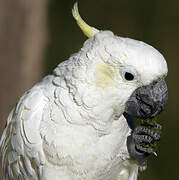 Sulphur-crested Cockatoo