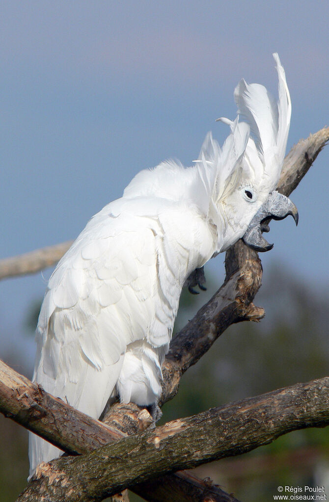 Cacatoès blancadulte, identification, Comportement