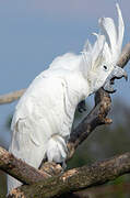 Cacatoès blanc