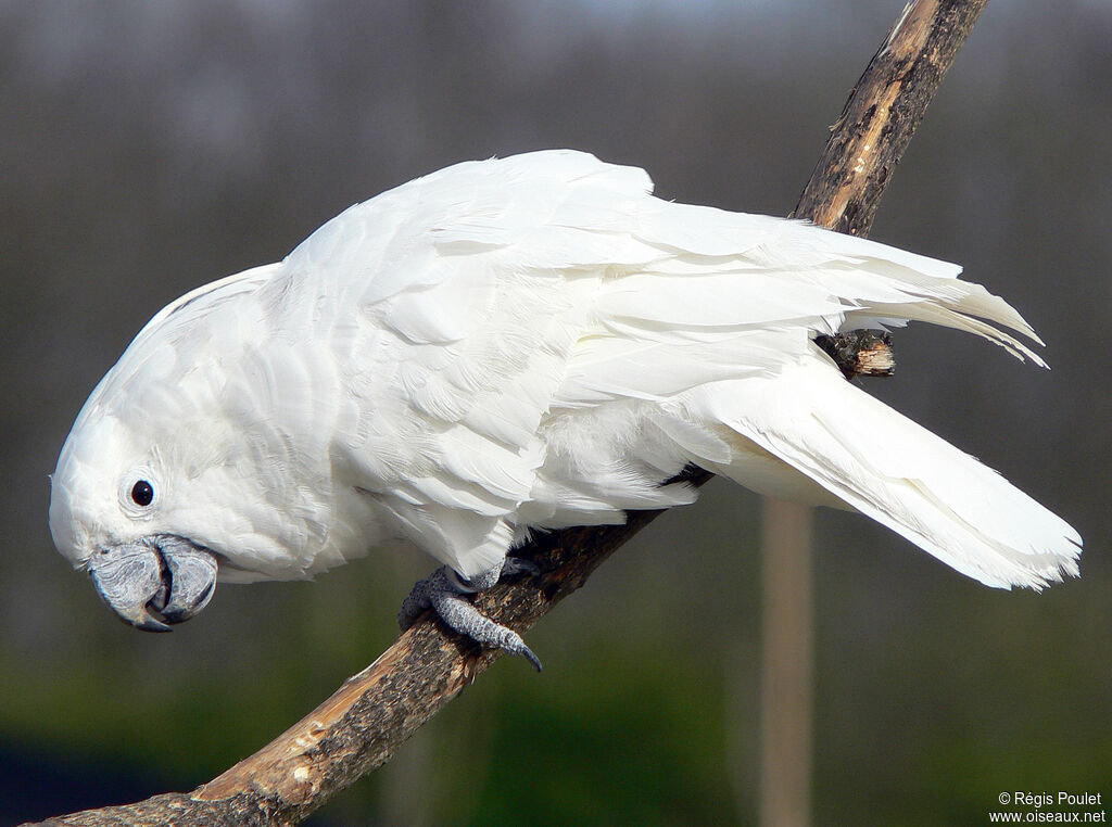 White Cockatooadult, identification