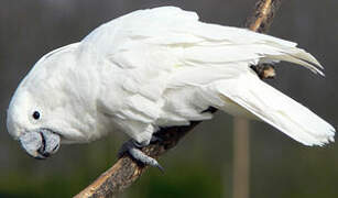 White Cockatoo