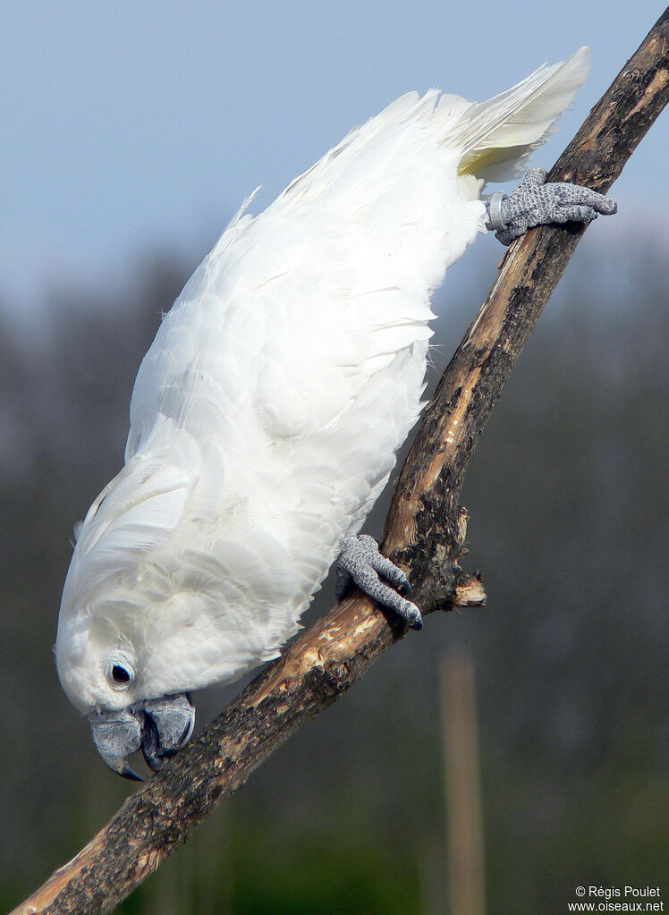 Cacatoès blancadulte, identification, Comportement