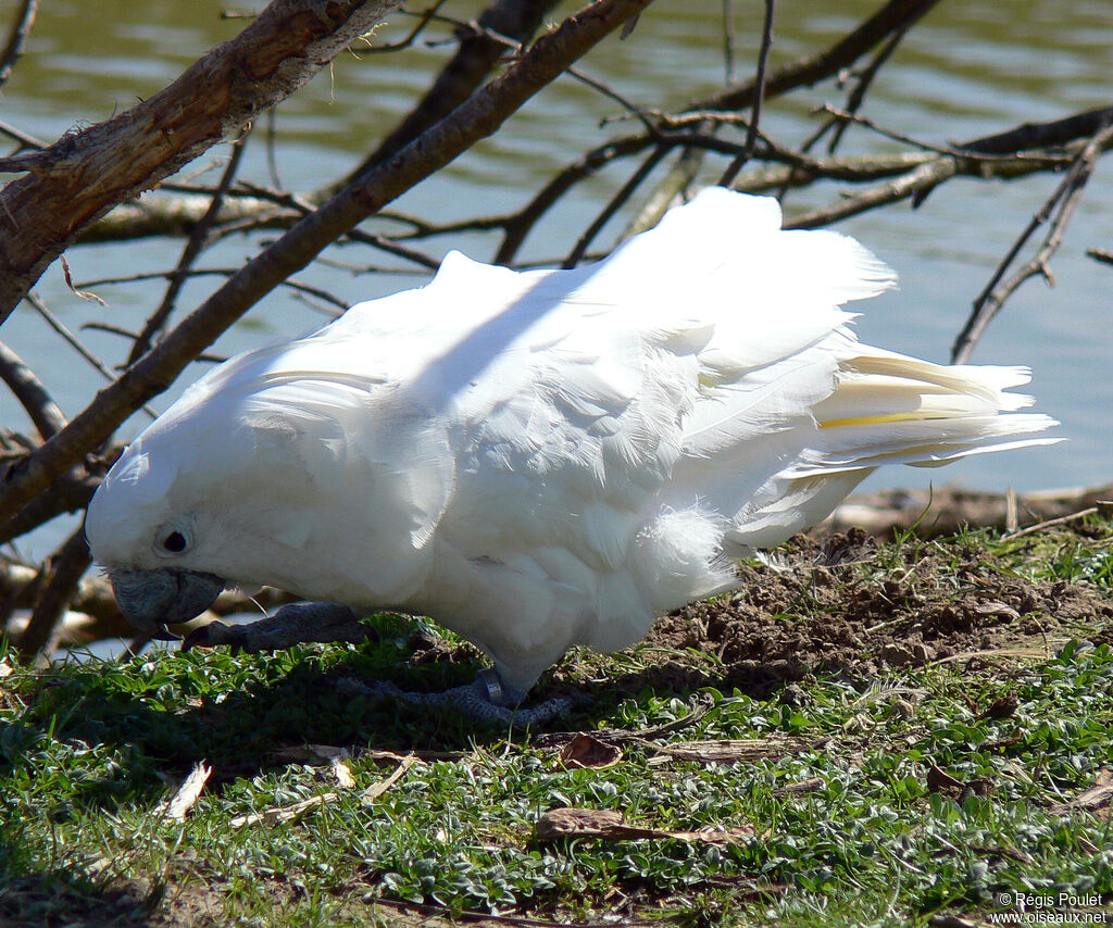 Cacatoès blancadulte, identification