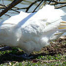 Cacatoès blanc