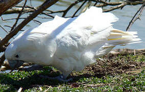 White Cockatoo