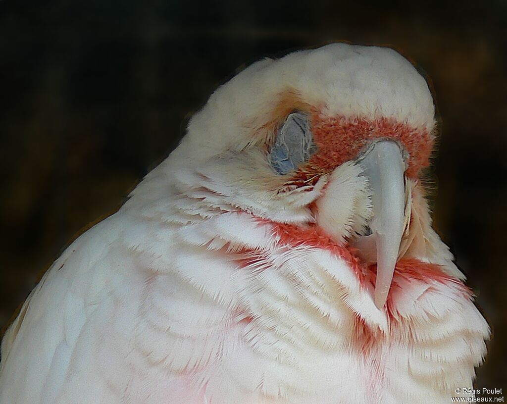 Long-billed Corellaadult