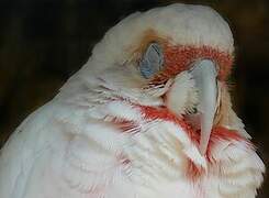 Long-billed Corella