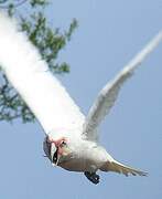 Long-billed Corella