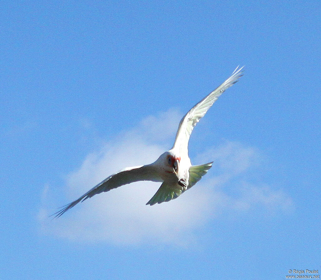 Long-billed Corella, Flight