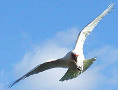 Long-billed Corella