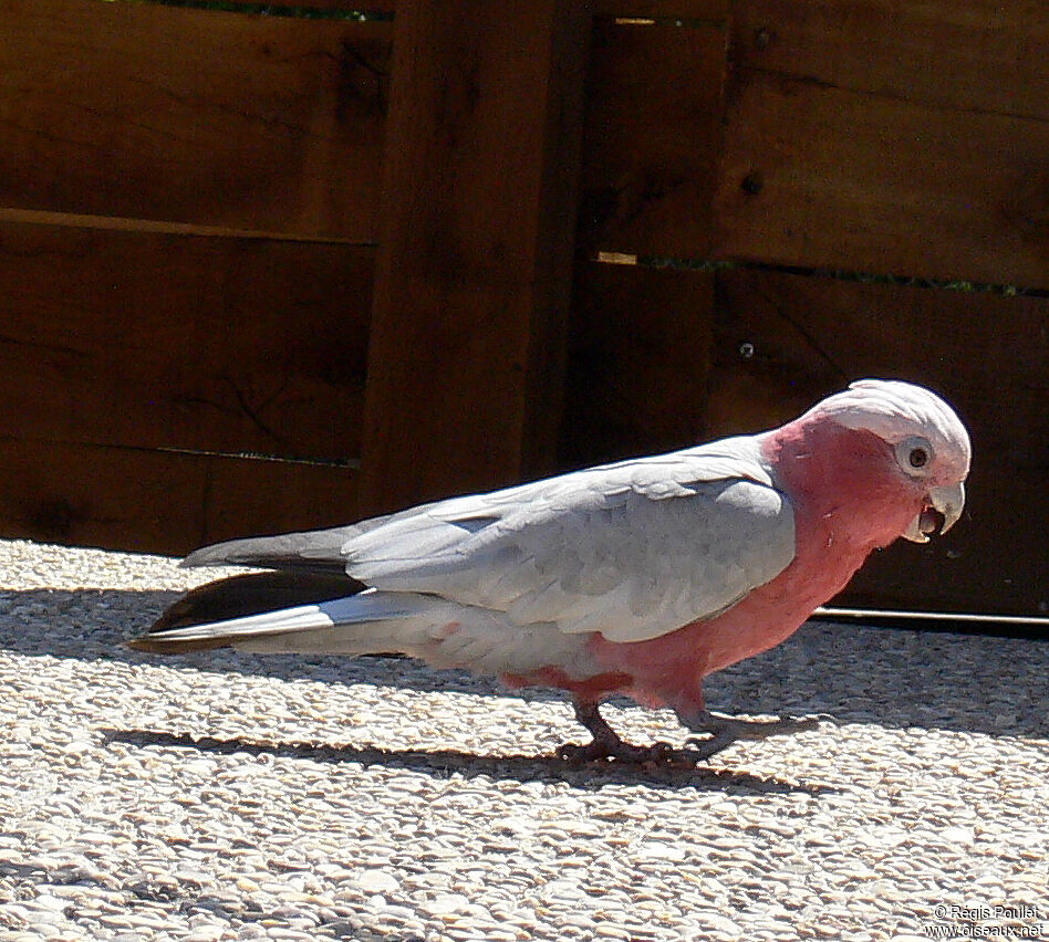 Cacatoès rosalbinadulte