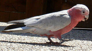 Galah