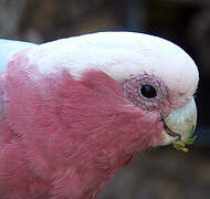 Galah