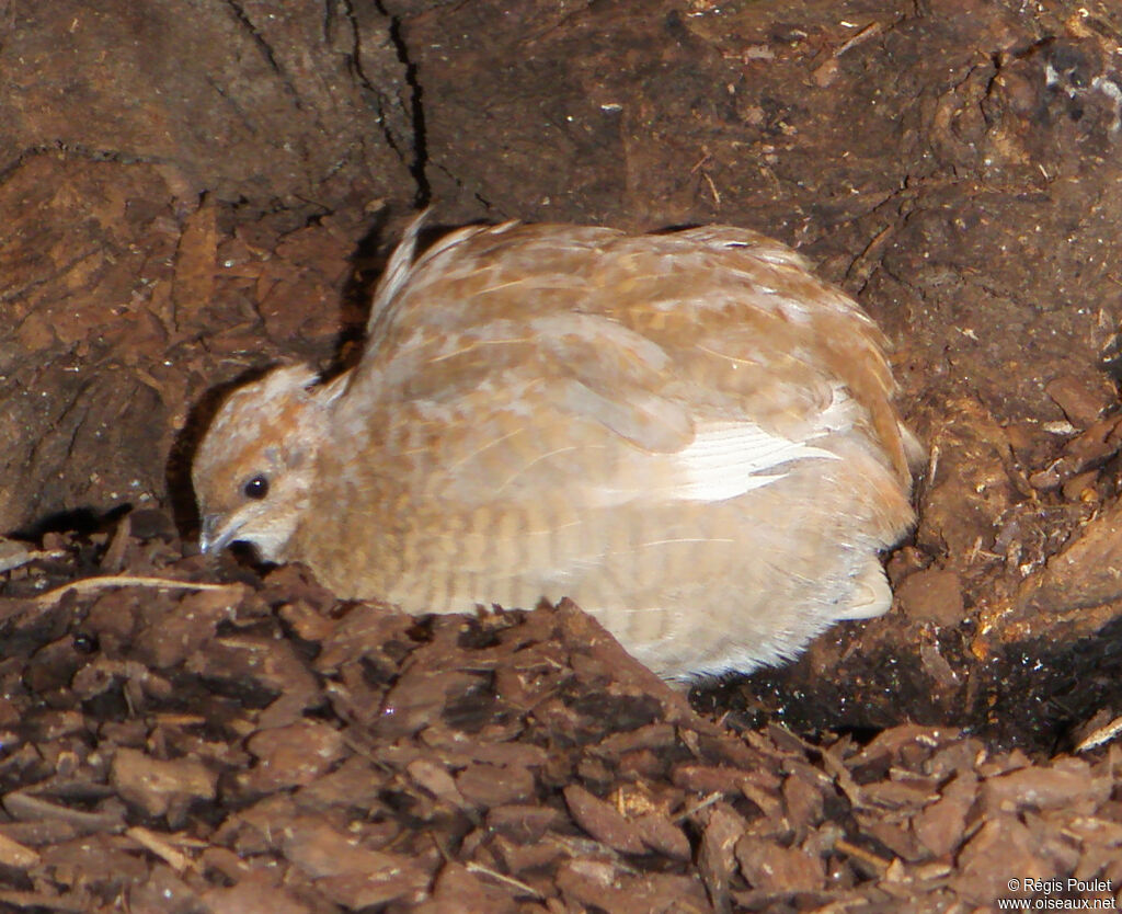 King Quail female adult