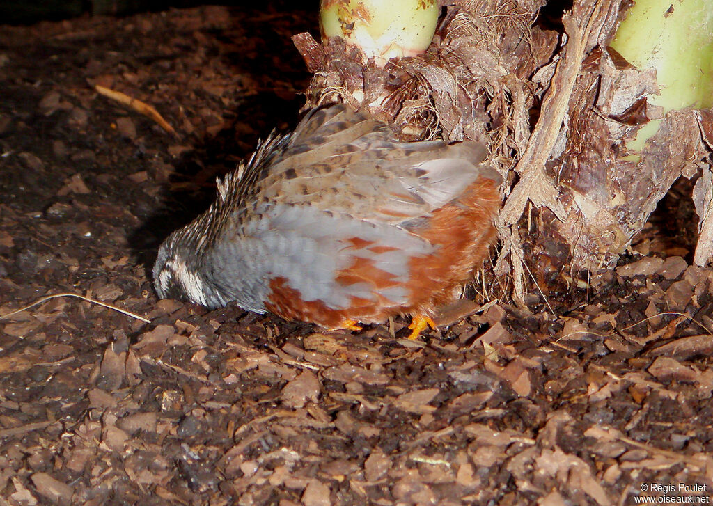 King Quail male adult