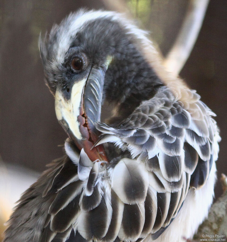 African Grey Hornbill