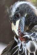 African Grey Hornbill