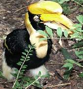 Great Hornbill