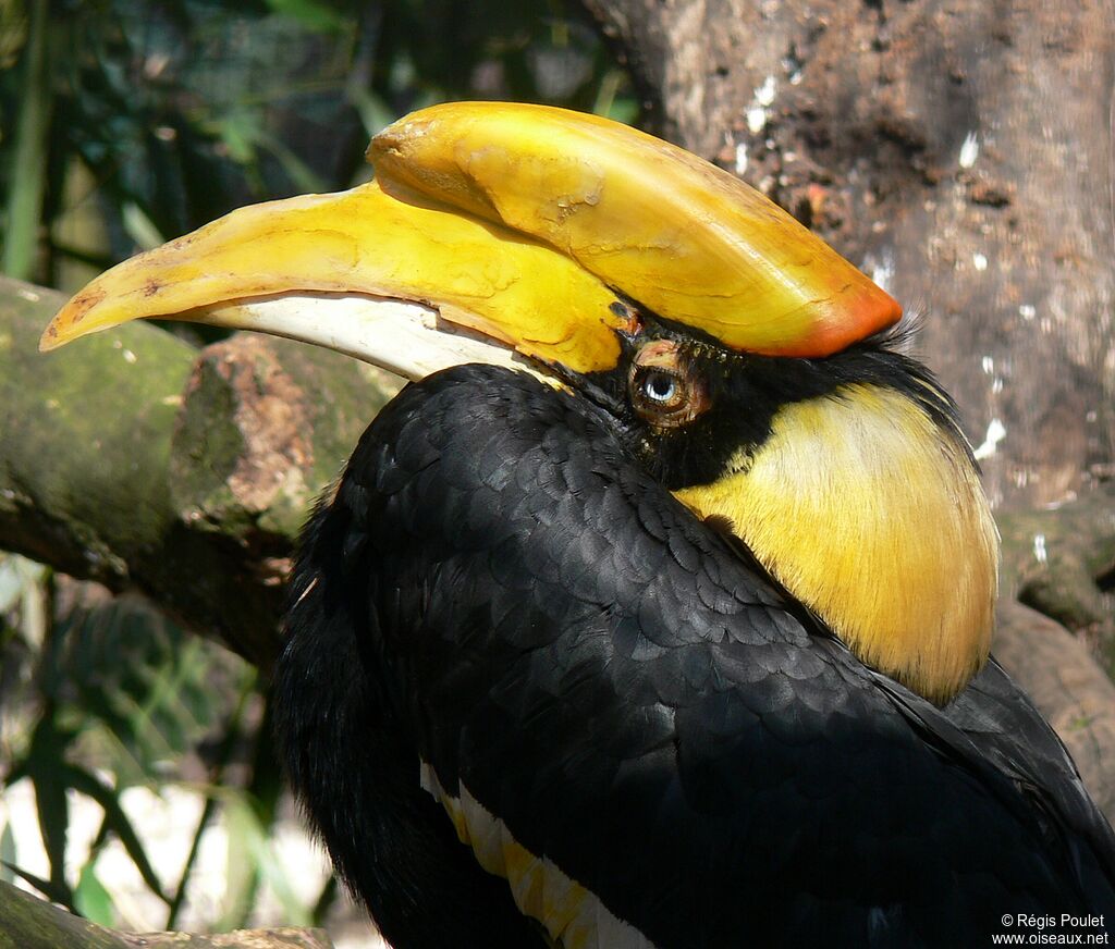 Great Hornbill female adult