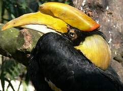 Great Hornbill