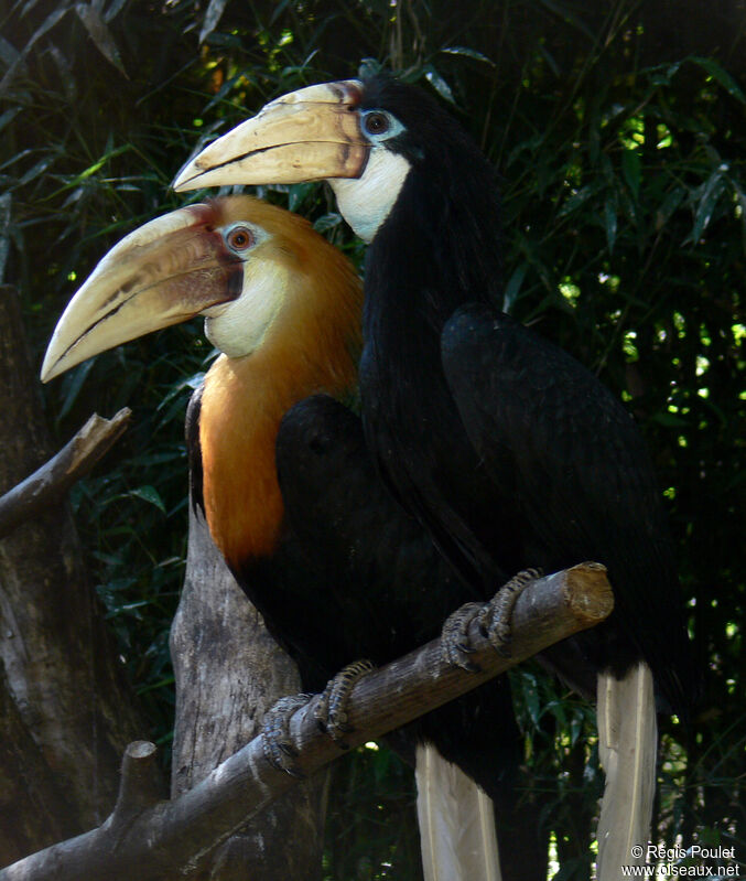 Blyth's Hornbill adult, identification