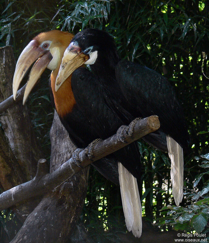 Blyth's Hornbill adult, identification, Behaviour