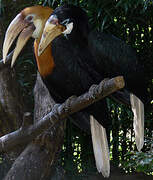 Blyth's Hornbill