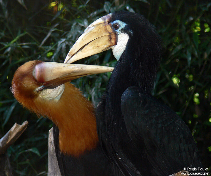 Blyth's Hornbill adult, identification, Behaviour