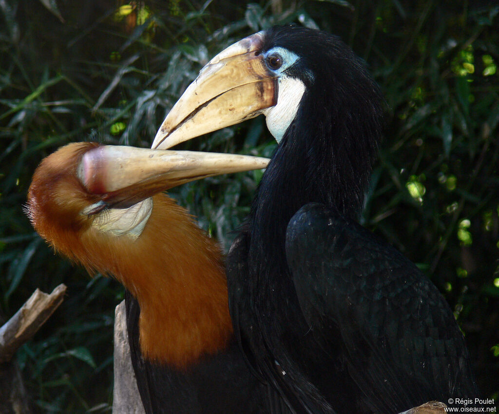 Blyth's Hornbill adult, identification, Behaviour