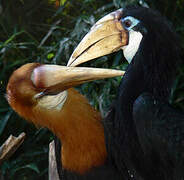 Blyth's Hornbill