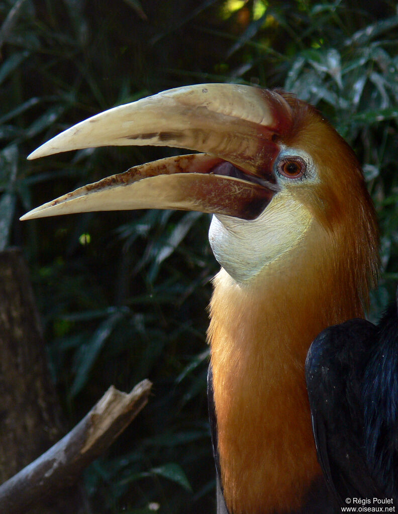 Calao papou mâle adulte, identification