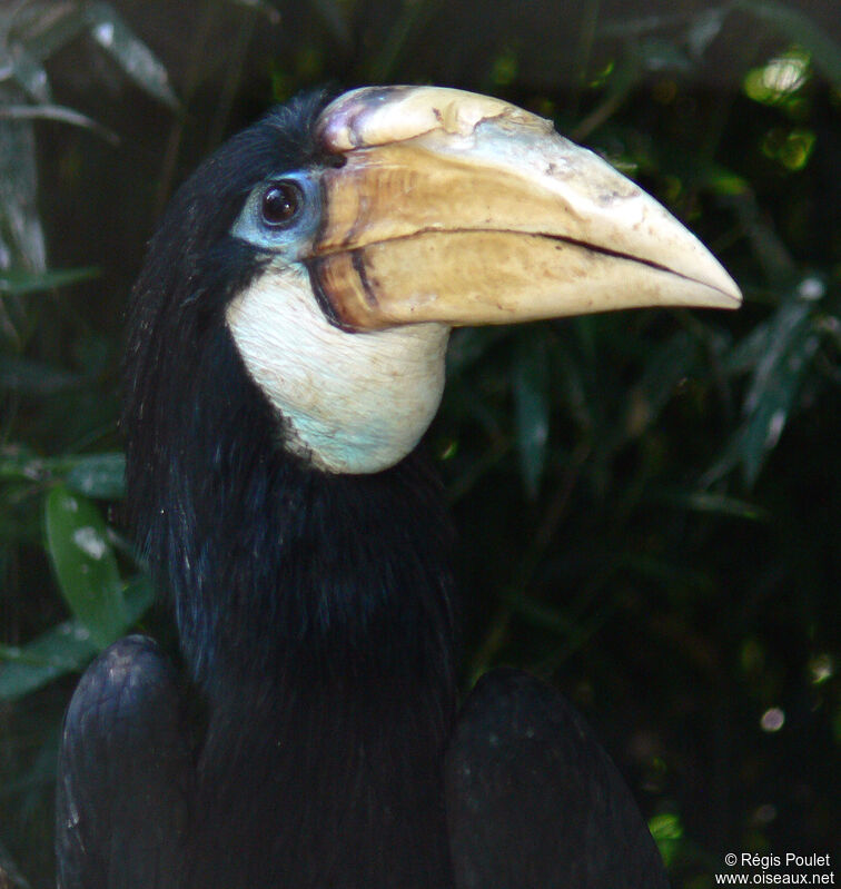 Blyth's Hornbill female adult, identification