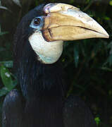 Blyth's Hornbill