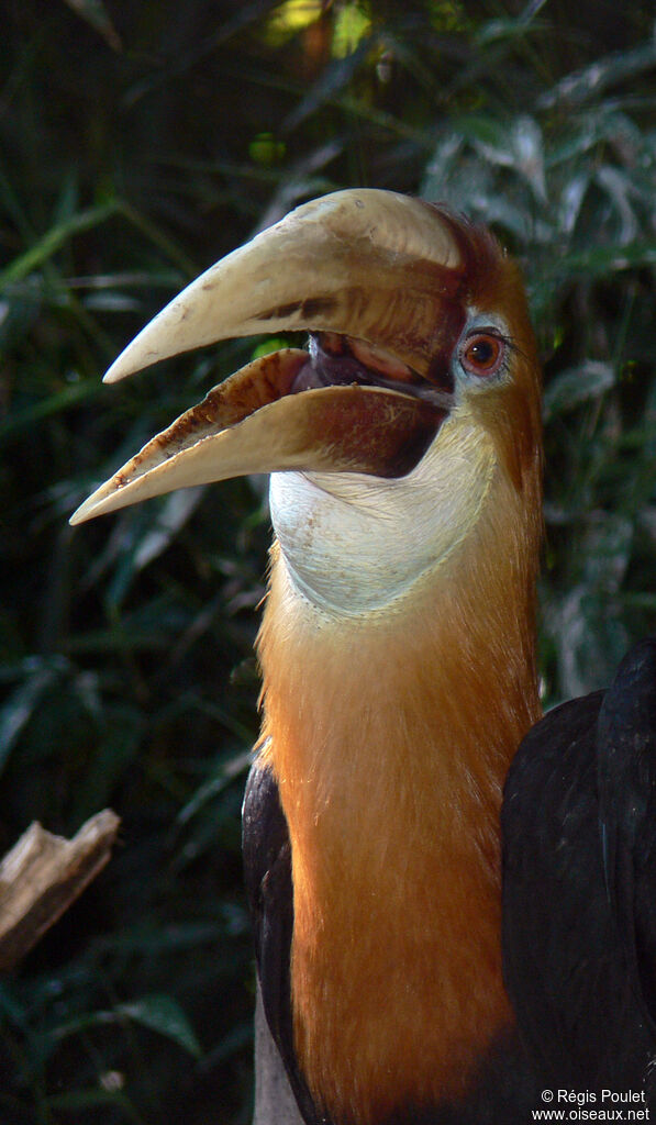 Calao papou mâle adulte, identification