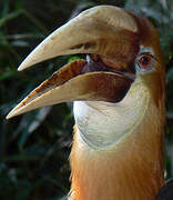 Blyth's Hornbill