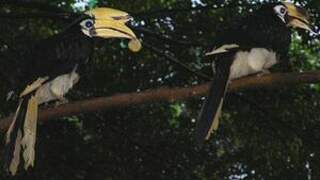 Oriental Pied Hornbill