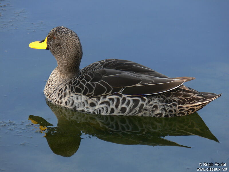 Yellow-billed Duck, identification