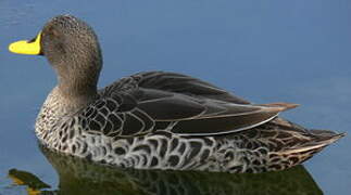 Yellow-billed Duck