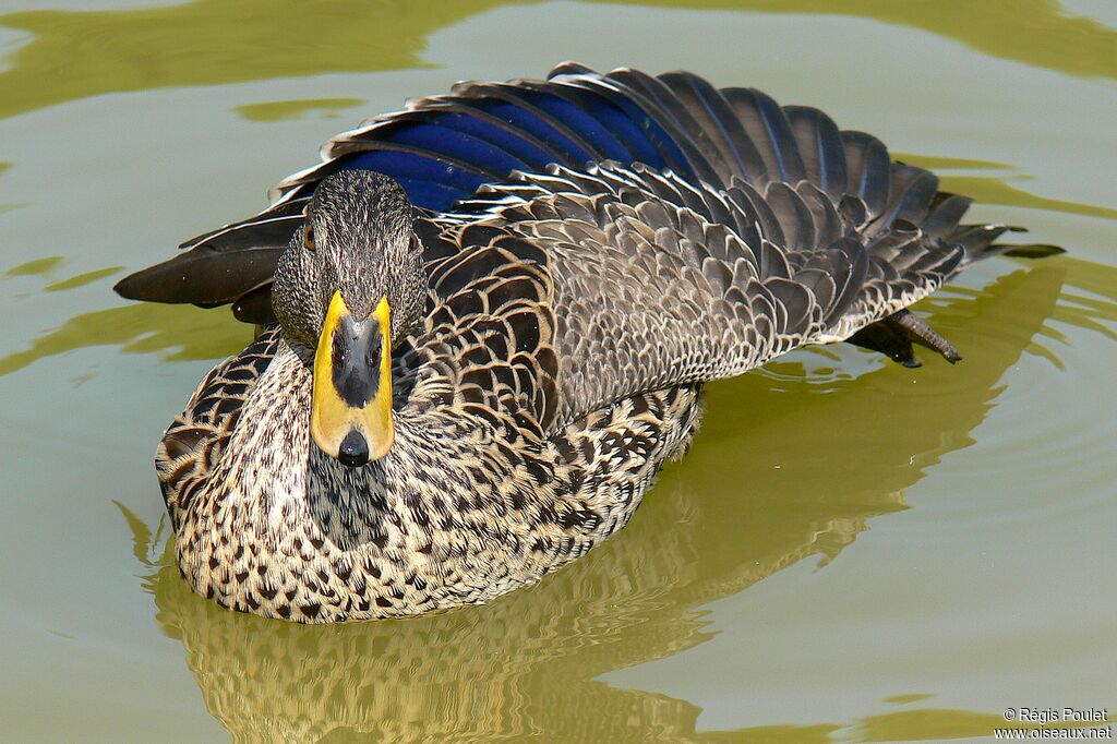 Yellow-billed Duckadult, identification