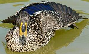 Canard à bec jaune