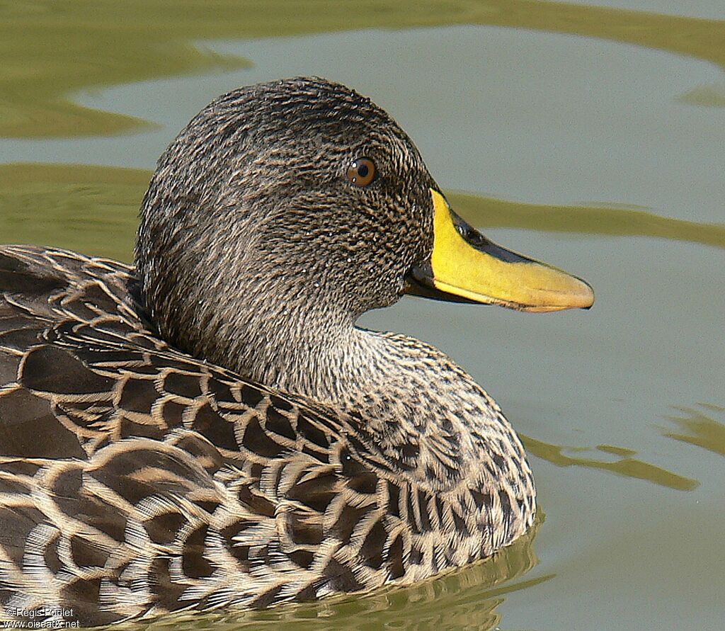 Yellow-billed Duckadult