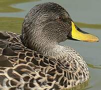 Yellow-billed Duck