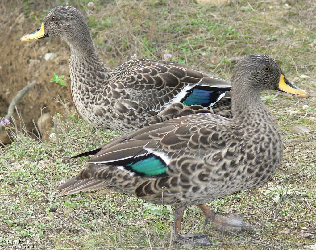 Yellow-billed Duckadult