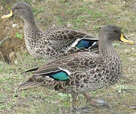 Canard à bec jaune